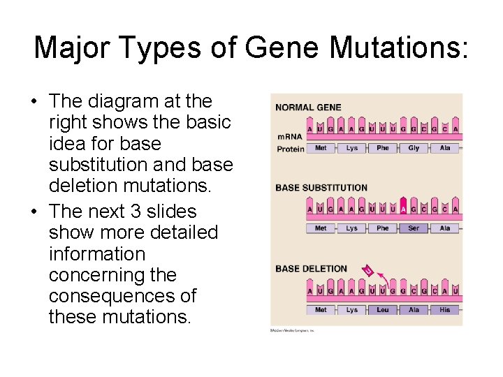 Major Types of Gene Mutations: • The diagram at the right shows the basic