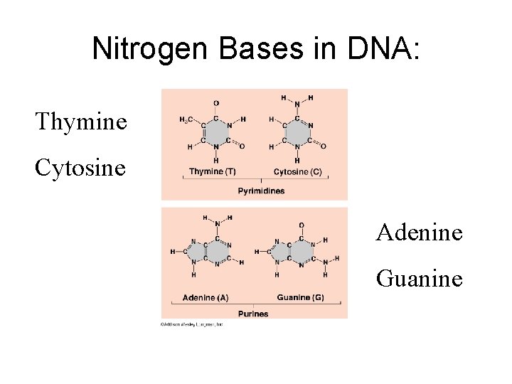 Nitrogen Bases in DNA: Thymine Cytosine Adenine Guanine 