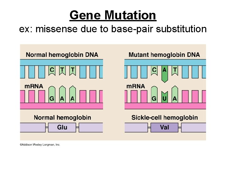 Gene Mutation ex: missense due to base-pair substitution 