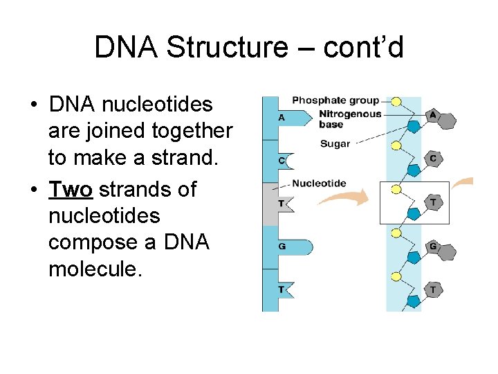 DNA Structure – cont’d • DNA nucleotides are joined together to make a strand.