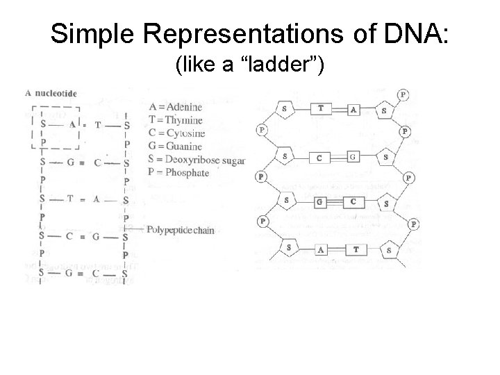 Simple Representations of DNA: (like a “ladder”) 