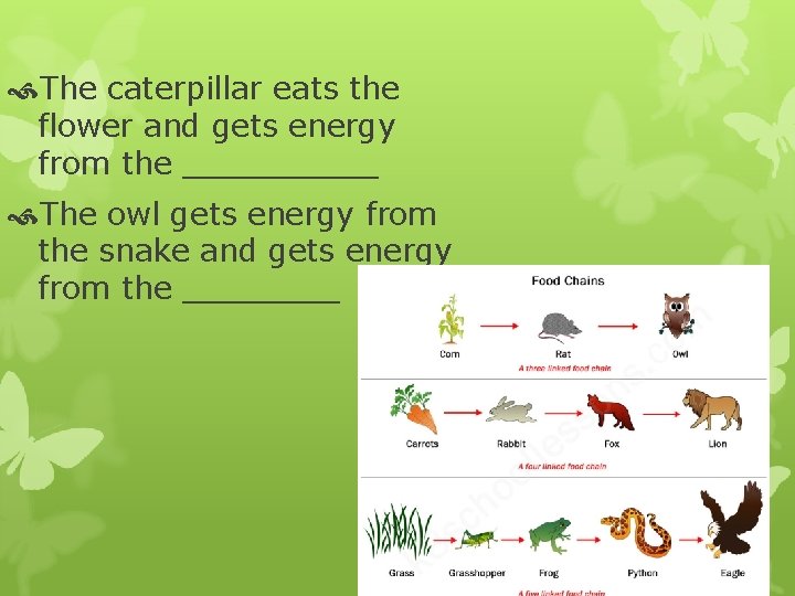  The caterpillar eats the flower and gets energy from the _____ The owl