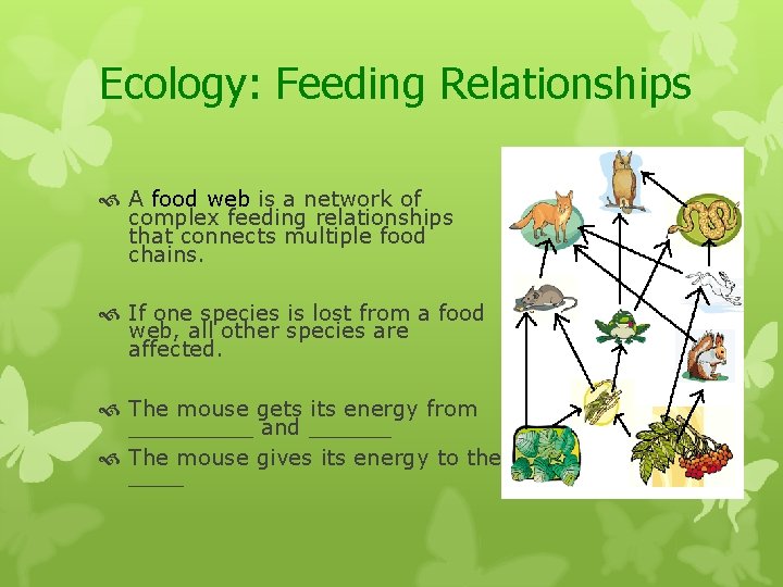 Ecology: Feeding Relationships A food web is a network of complex feeding relationships that