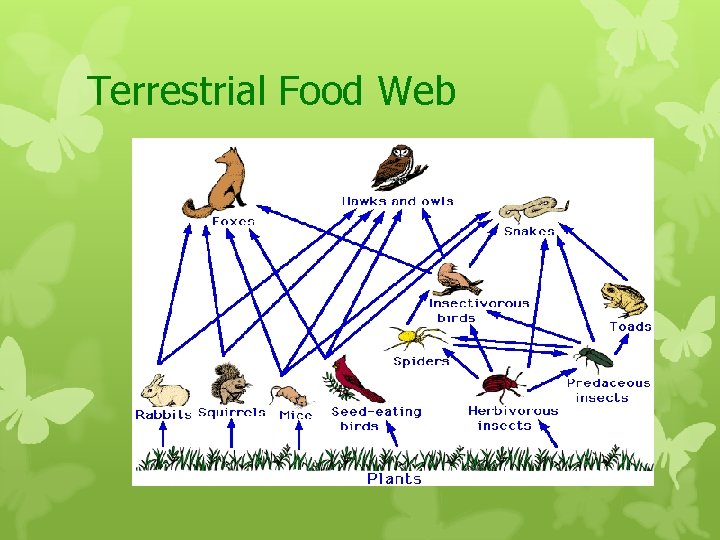 Terrestrial Food Web 