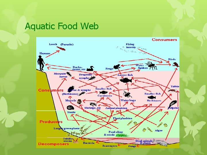 Aquatic Food Web 