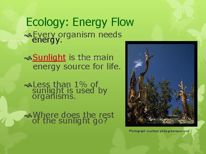 Ecology: Energy Flow Every organism needs energy. Sunlight is the main energy source for