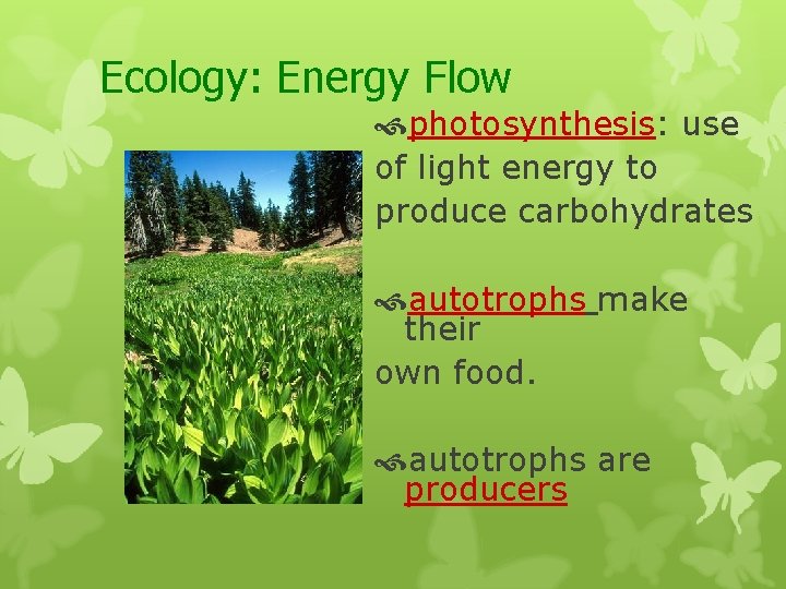 Ecology: Energy Flow photosynthesis: use of light energy to produce carbohydrates autotrophs make their