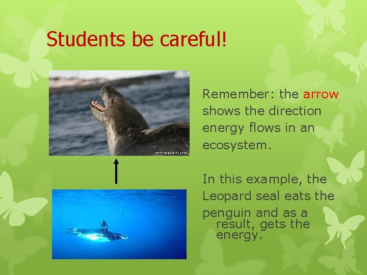 Students be careful! Remember: the arrow shows the direction energy flows in an ecosystem.