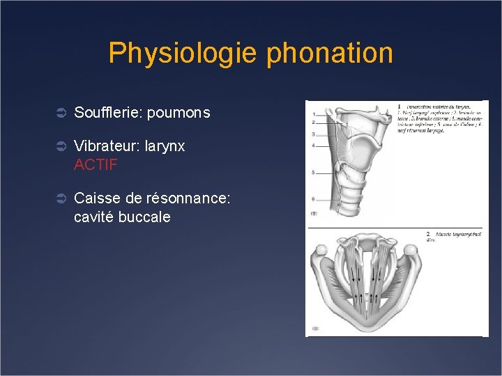 Physiologie phonation Ü Soufflerie: poumons Ü Vibrateur: larynx ACTIF Ü Caisse de résonnance: cavité