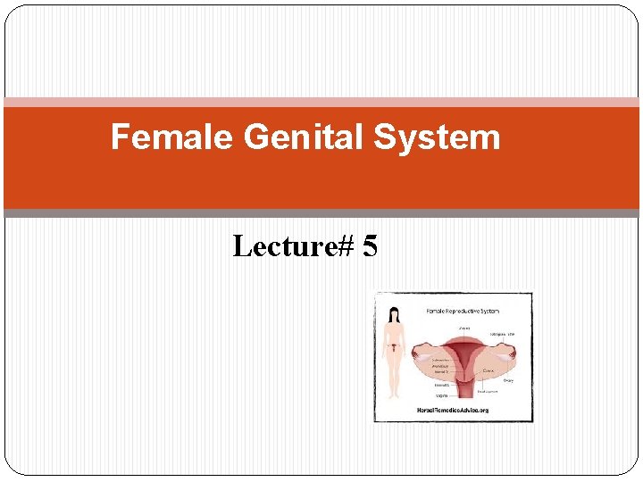 Female Genital System Lecture# 5 