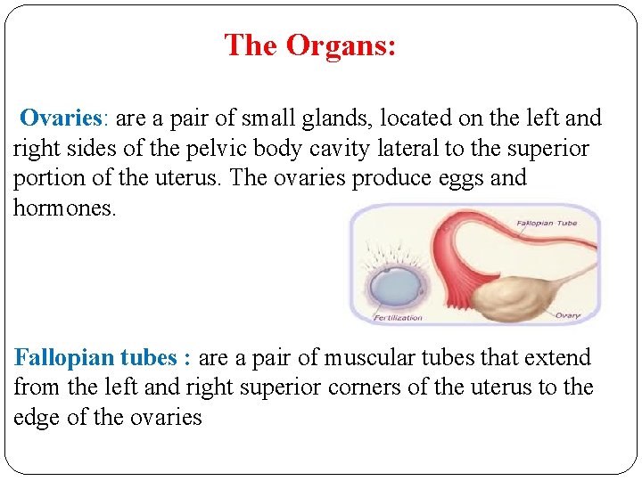 The Organs: Ovaries: are a pair of small glands, located on the left and