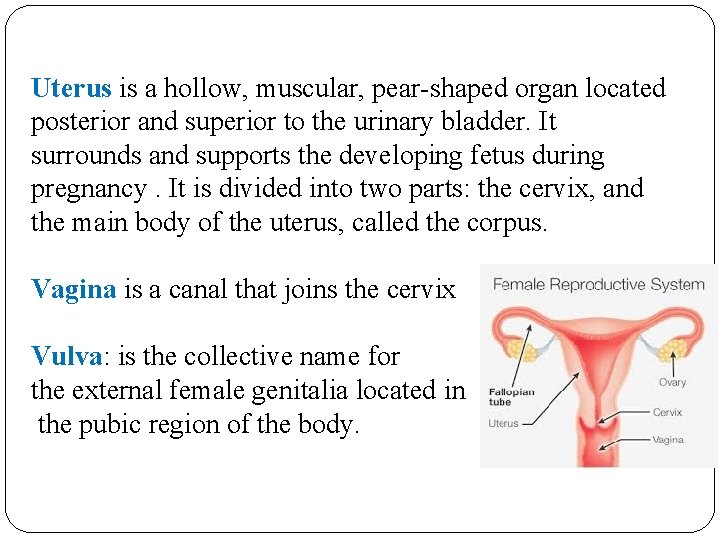 Uterus is a hollow, muscular, pear-shaped organ located posterior and superior to the urinary