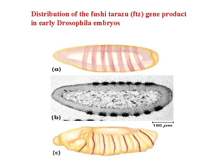 Distribution of the fushi tarazu (ftz) gene product in early Drosophila embryos 