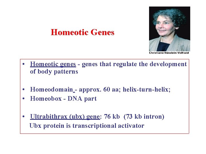 Homeotic Genes • Homeotic genes - genes that regulate the development of body patterns