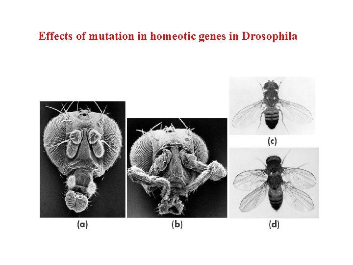 Effects of mutation in homeotic genes in Drosophila 