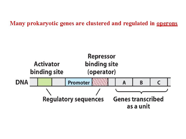 Many prokaryotic genes are clustered and regulated in operons 