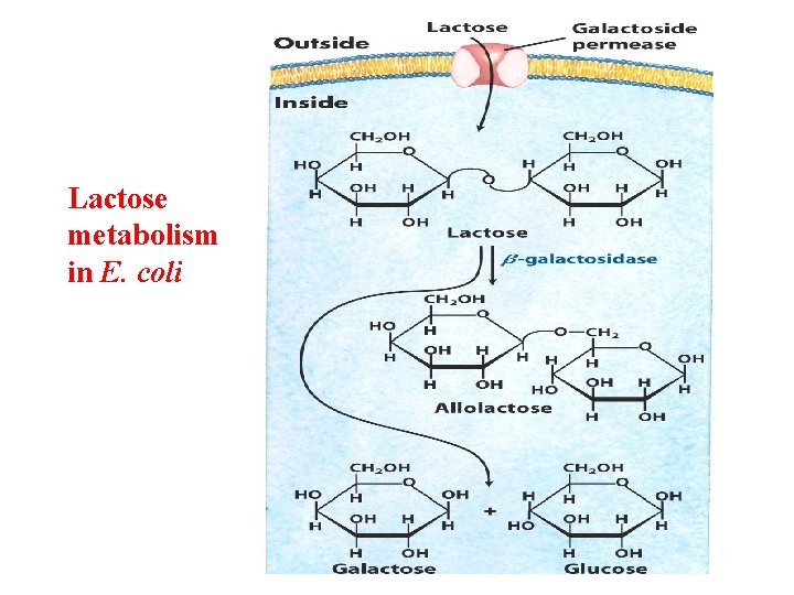 Lactose metabolism in E. coli 
