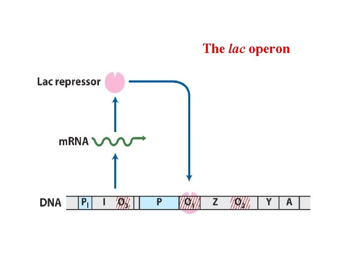 The lac operon 