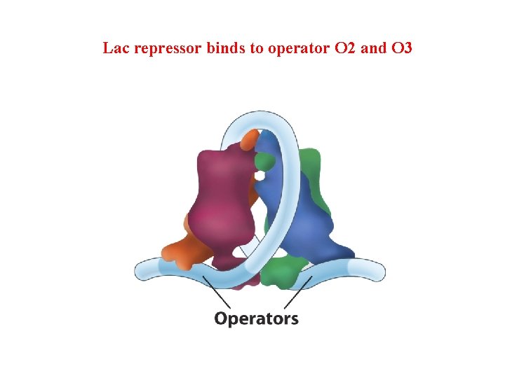 Lac repressor binds to operator O 2 and O 3 