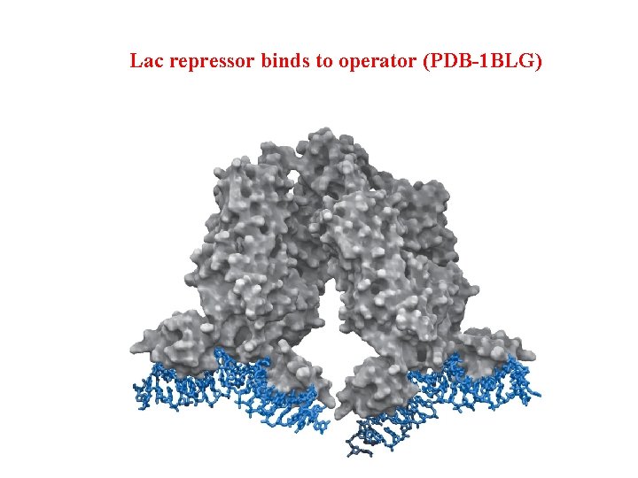Lac repressor binds to operator (PDB-1 BLG) 