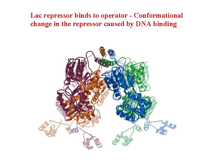 Lac repressor binds to operator - Conformational change in the repressor caused by DNA