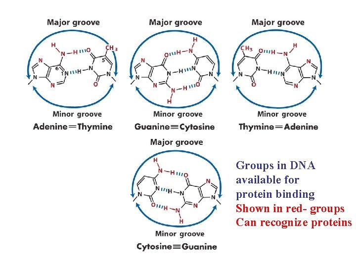 Groups in DNA available for protein binding Shown in red- groups Can recognize proteins