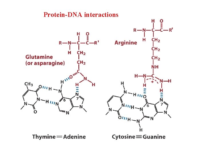 Protein-DNA interactions 