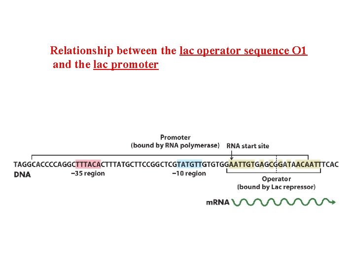 Relationship between the lac operator sequence O 1 and the lac promoter 