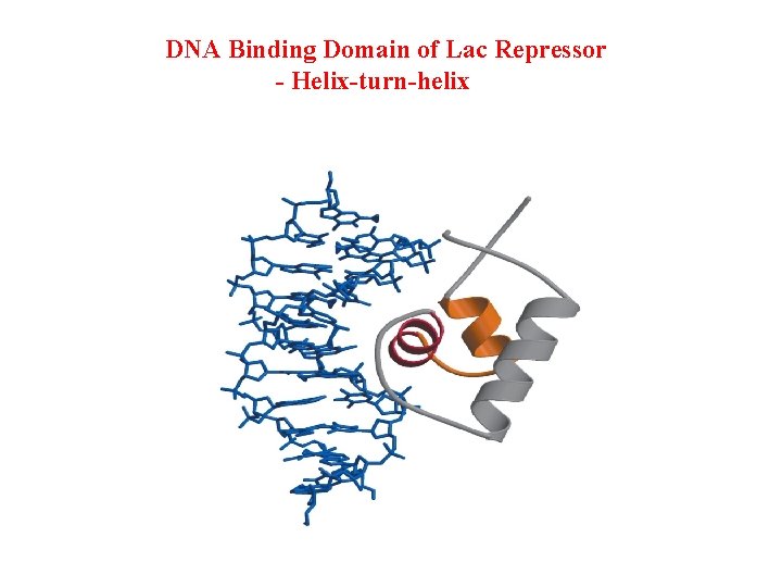 DNA Binding Domain of Lac Repressor - Helix-turn-helix 