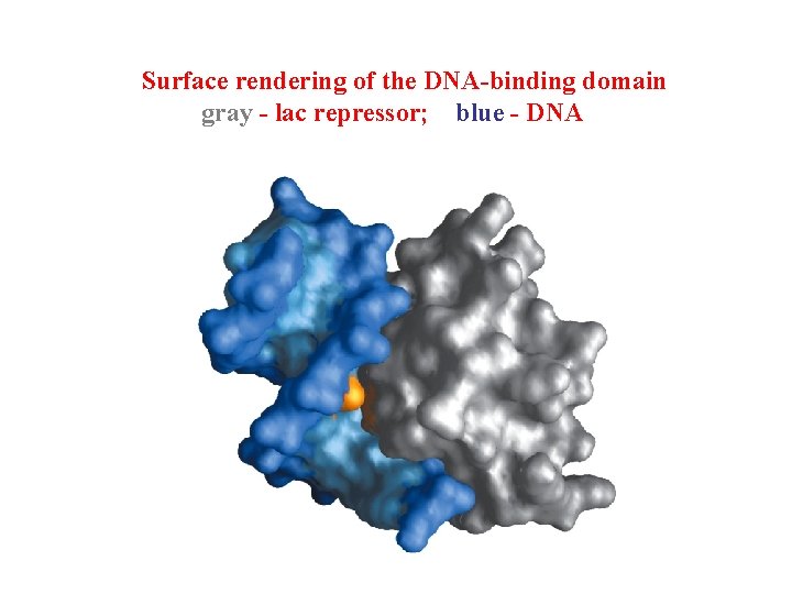 Surface rendering of the DNA-binding domain gray - lac repressor; blue - DNA 