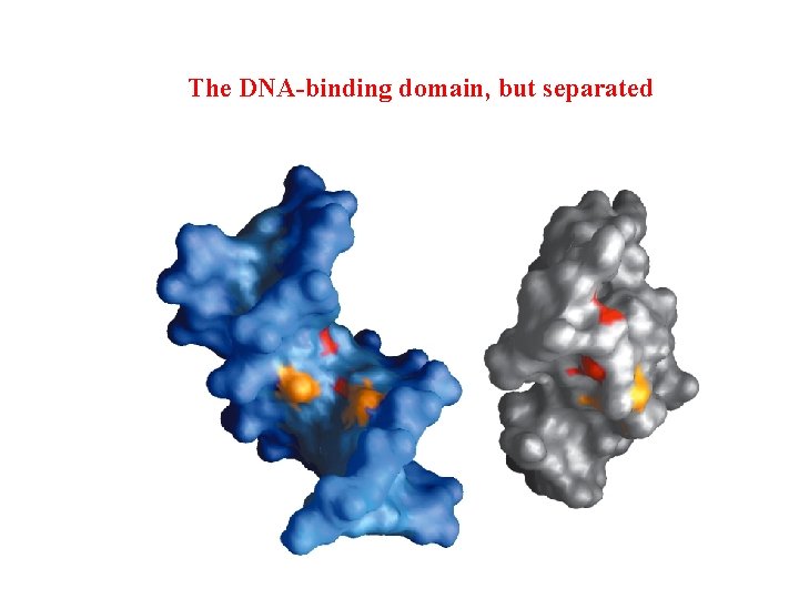 The DNA-binding domain, but separated 