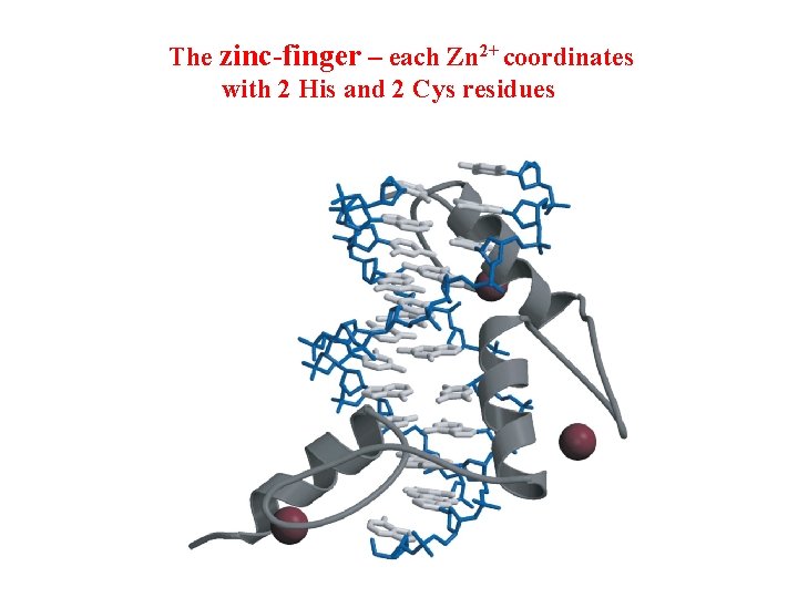 The zinc-finger – each Zn 2+ coordinates with 2 His and 2 Cys residues