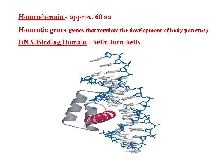 Homeodomain - approx. 60 aa Homeotic genes (genes that regulate the development of body