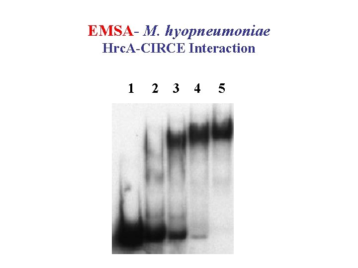 EMSA- M. hyopneumoniae Hrc. A-CIRCE Interaction 1 2 3 4 5 