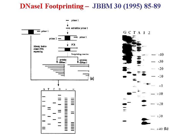 DNase. I Footprinting – JBBM 30 (1995) 85 -89 