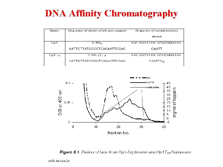 DNA Affinity Chromatography 