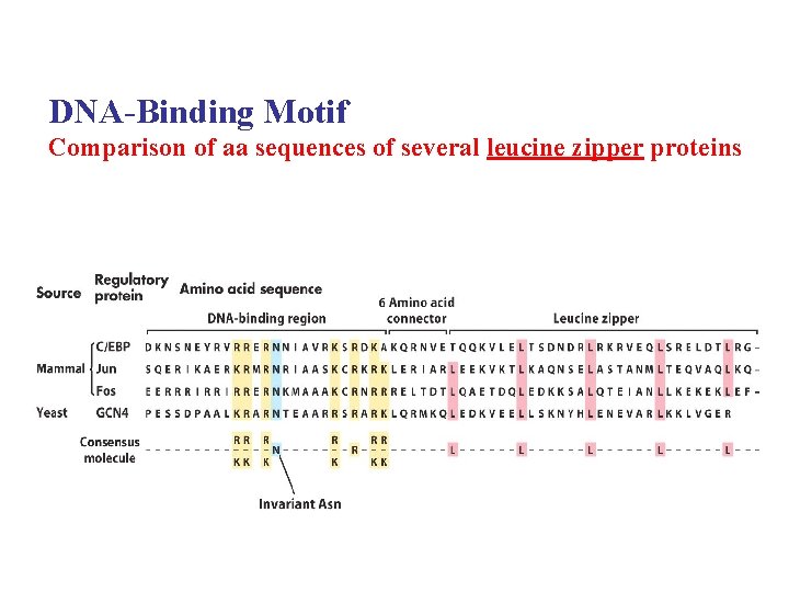 DNA-Binding Motif Comparison of aa sequences of several leucine zipper proteins 