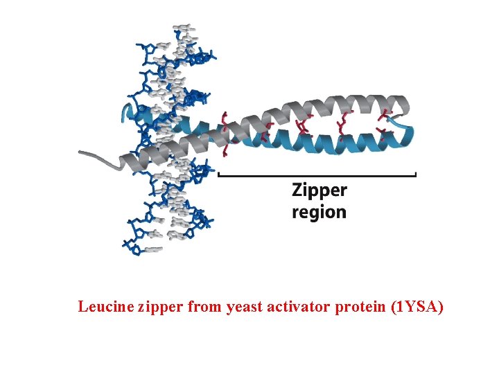 Leucine zipper from yeast activator protein (1 YSA) 