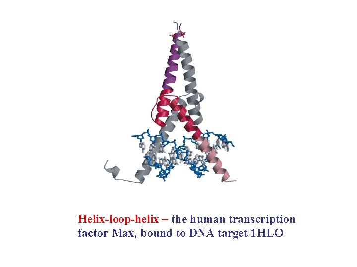 Helix-loop-helix – the human transcription factor Max, bound to DNA target 1 HLO 