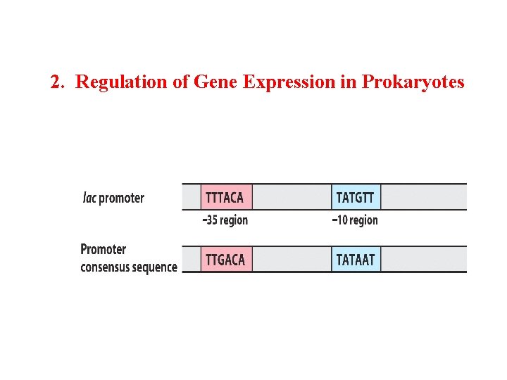 2. Regulation of Gene Expression in Prokaryotes 