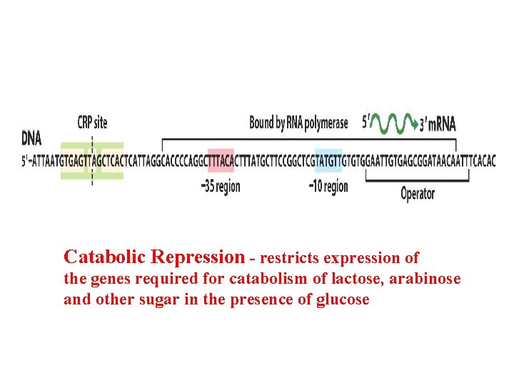 Catabolic Repression - restricts expression of the genes required for catabolism of lactose, arabinose