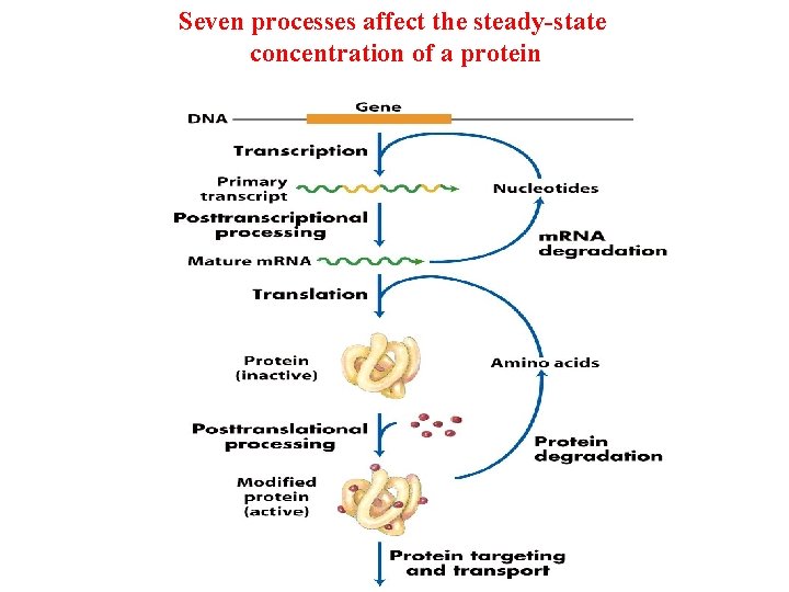 Seven processes affect the steady-state concentration of a protein 