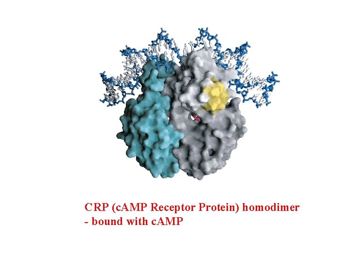 CRP (c. AMP Receptor Protein) homodimer - bound with c. AMP 