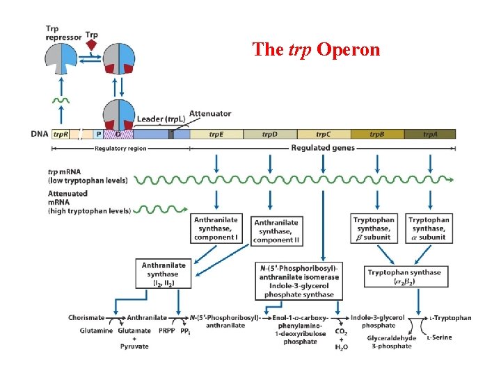 The trp Operon 