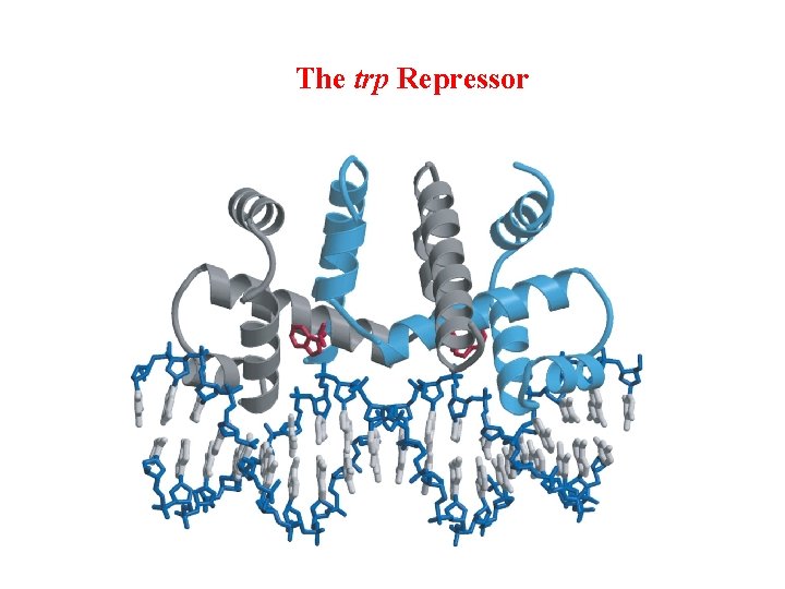 The trp Repressor 