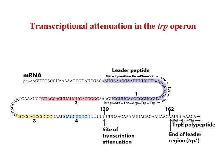 Transcriptional attenuation in the trp operon 