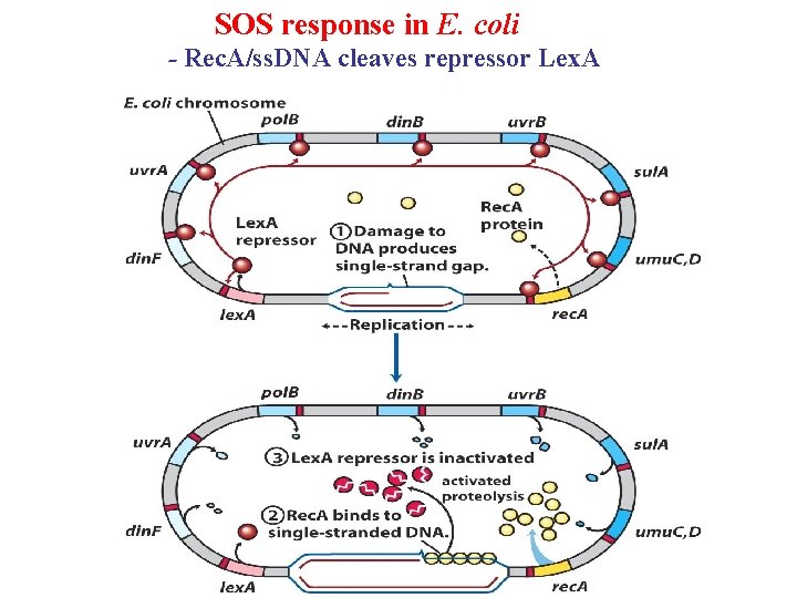 SOS response in E. coli - Rec. A/ss. DNA cleaves repressor Lex. A 