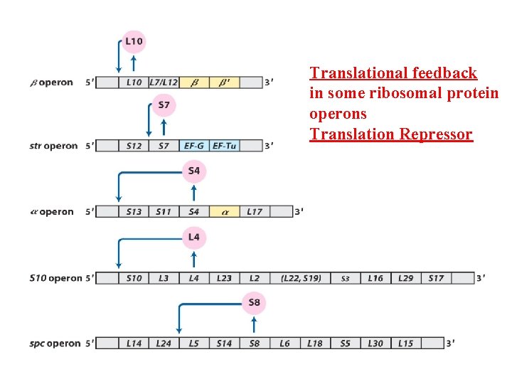 Translational feedback in some ribosomal protein operons Translation Repressor 