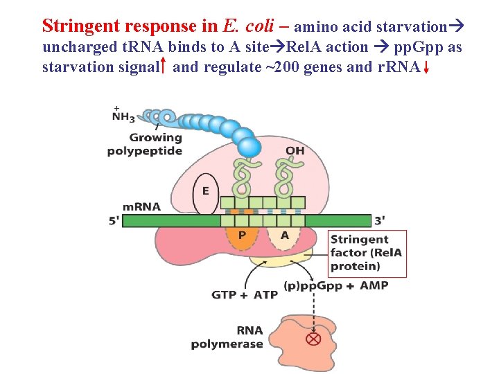 Stringent response in E. coli – amino acid starvation uncharged t. RNA binds to
