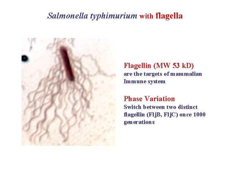 Salmonella typhimurium with flagella Flagellin (MW 53 k. D) are the targets of mammalian